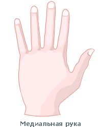 Идеальная или медиальная рука 2